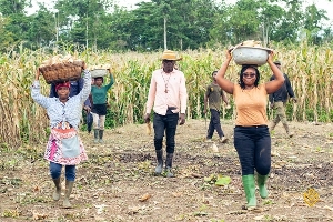 The CRI has introduced highly productive and profitable improved crop varieties in Ghana