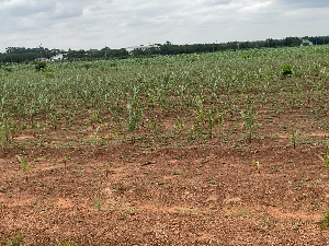 Drought conditions has affected grains sector