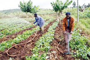 Some people working on a farm