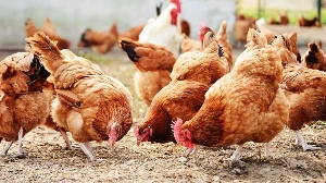 Government pledges to boost poultry industry