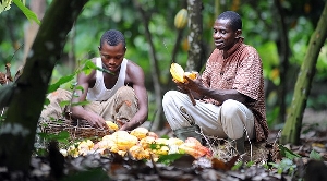 Cocoa farms being destroyed by illegal mining