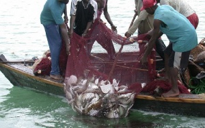 Fishermen pulling back their net after making a catch