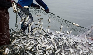 Fish farming practices to be enhanced