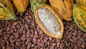 He said cocoa production has dropped by nearly 50% over the past three years.