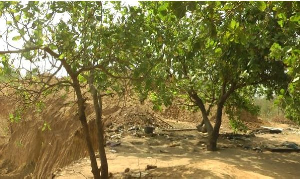 File photo of cashew trees