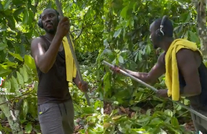 Rabiu Mohammed working in his farm